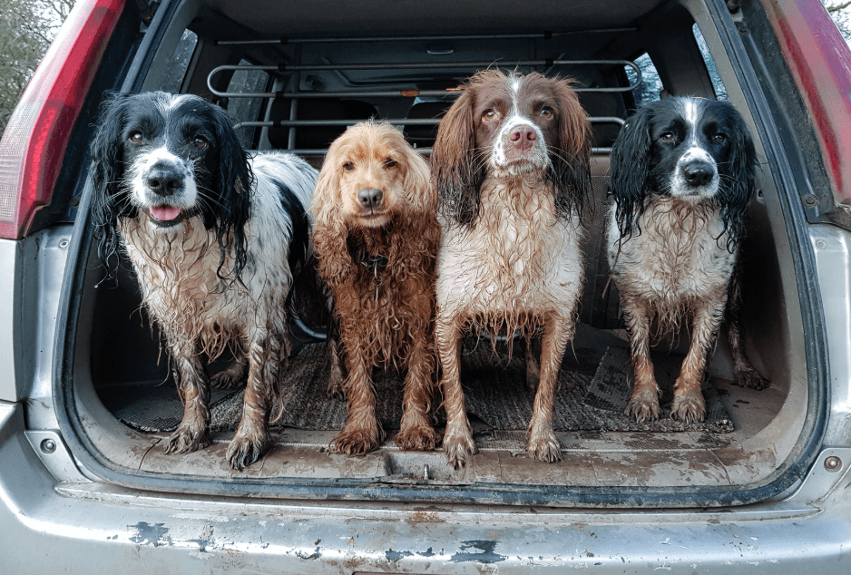 Muddy dogs in boot of car after walk